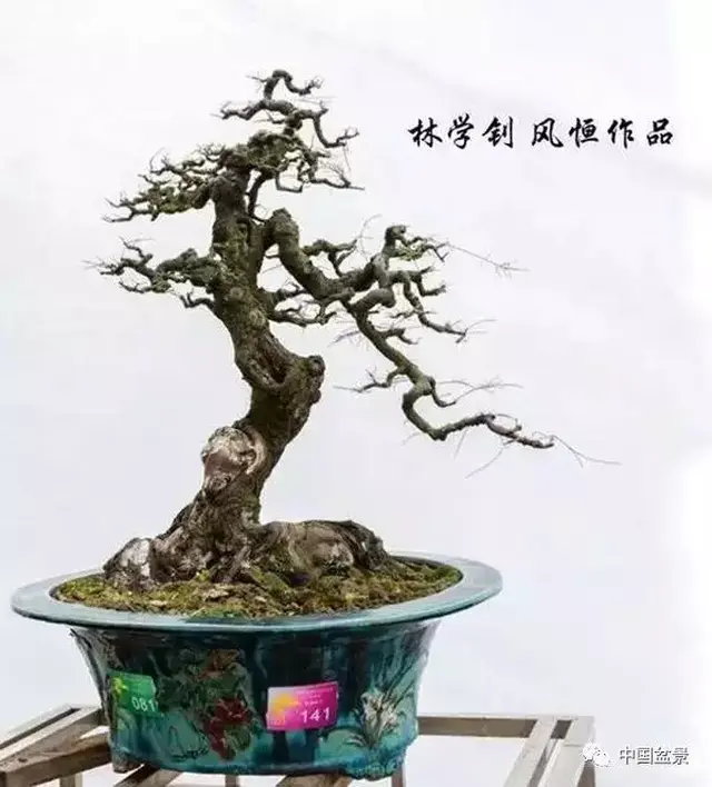 林学钊"风恒枝法"盆景作品欣赏