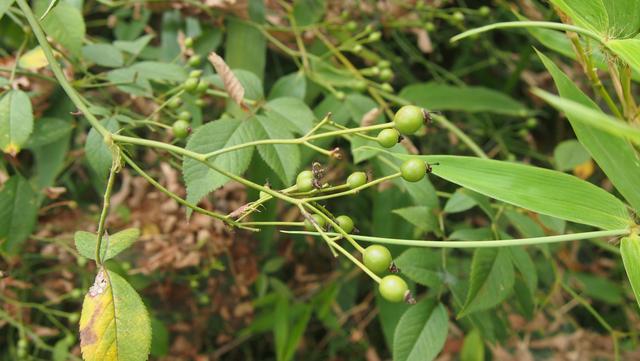 野蔷薇: 篦齿托叶倒钩刺,呈束花柱白花瓣