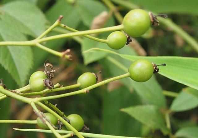 野蔷薇: 篦齿托叶倒钩刺,呈束花柱白花瓣