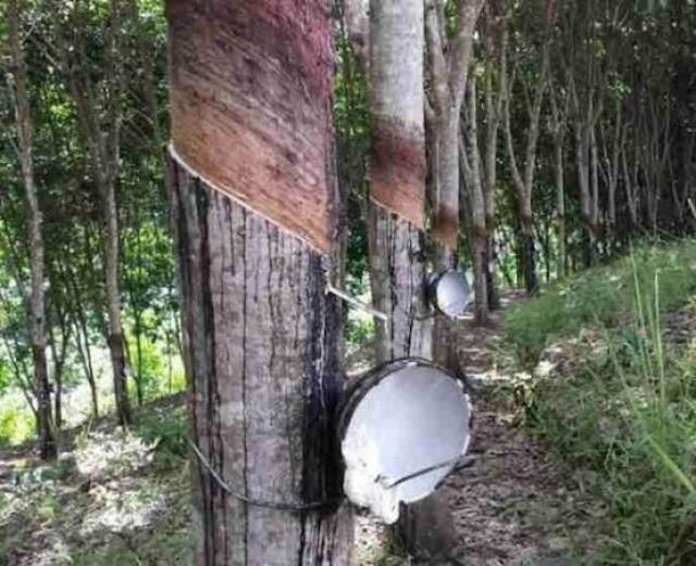以及人们因为片面追求经济效益而不停止地开垦雨林,种植橡胶树,茶树和