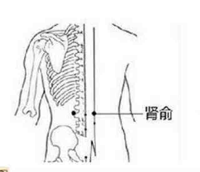 4,肾俞穴:有强壮腰肾,全身强壮的作用,对于腰膝酸软,健忘失眠等病症有