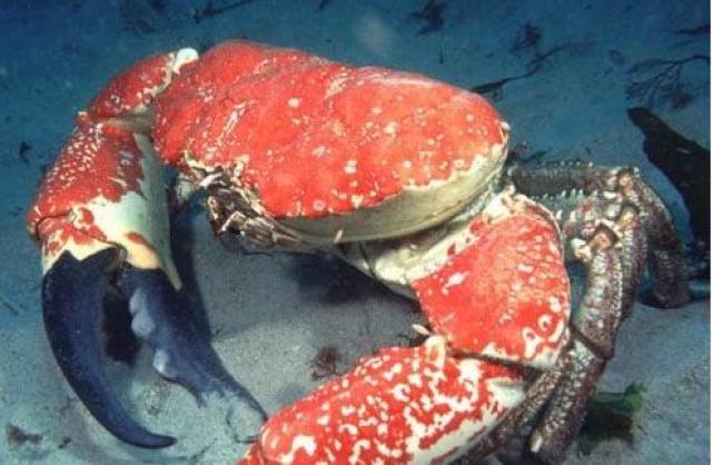 皇帝蟹属于深海蟹类,生存深度达850米之深,生存水温在2-5℃,能够在