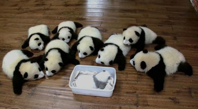 大熊猫"成实"变形记!当初它把墨盒吞肚子里了?