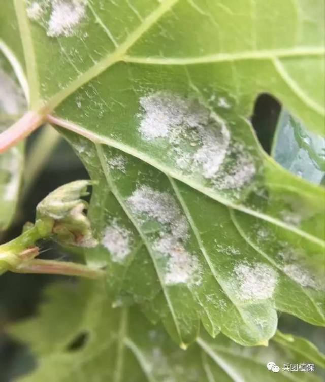 2,各农业单位要密切关注玉米螟,棉铃虫的
