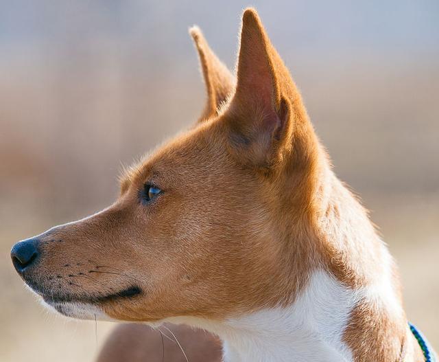 十种狗狗耳型,看看你饲养的爱犬属于哪种