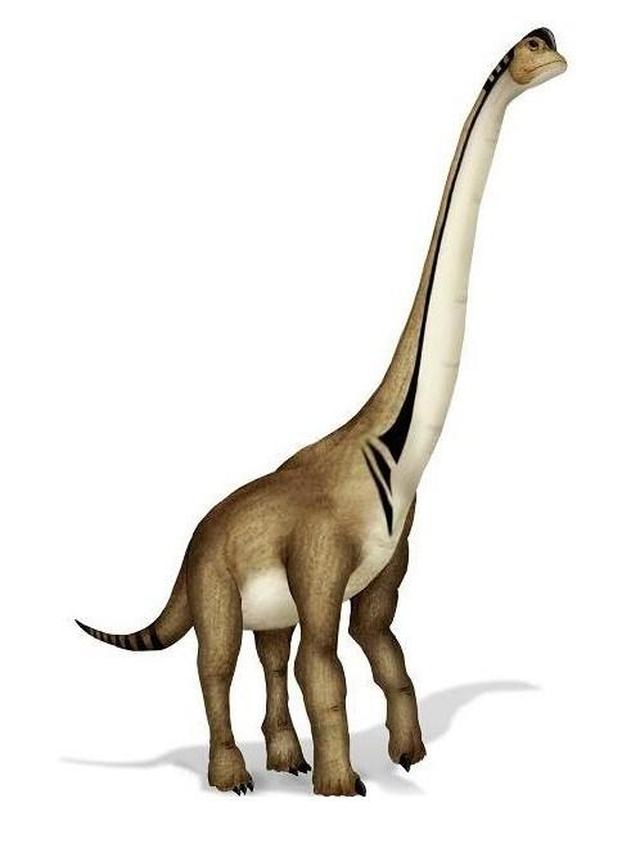 南极龙(antarctosaurus),是泰坦巨龙类下的一个属,生活于上白垩纪的