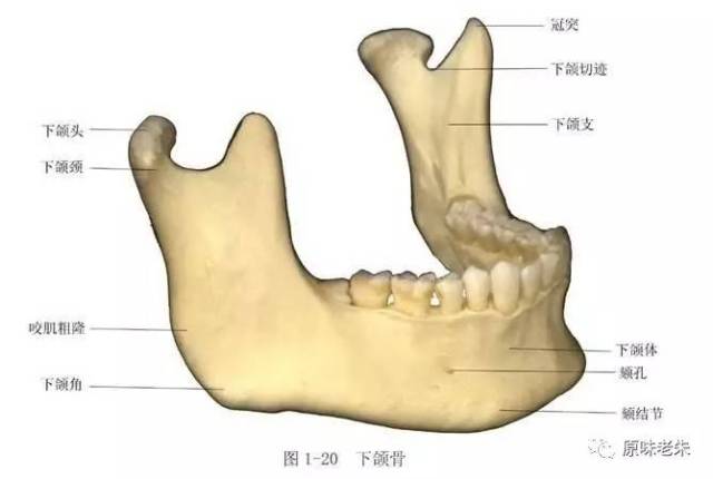下颌骨