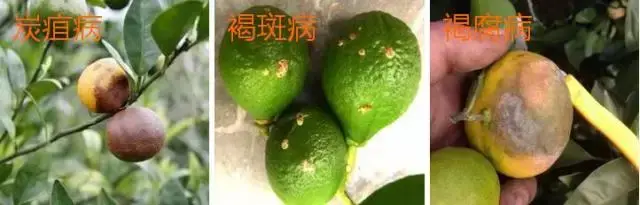 柑橘病害高清图谱,快速区分炭疽病,褐斑病和疫病