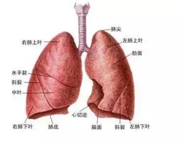一,肺功能检查