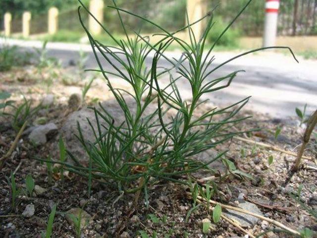 猪毛菜别名:扎蓬棵,刺蓬,三叉明棵,猪毛缨,叉明棵,猴子毛,蓬子菜,乍蓬