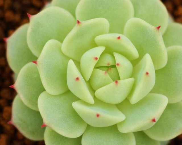 多肉种类有哪几种 1d300090791a428d96459900885e8e23.jpg