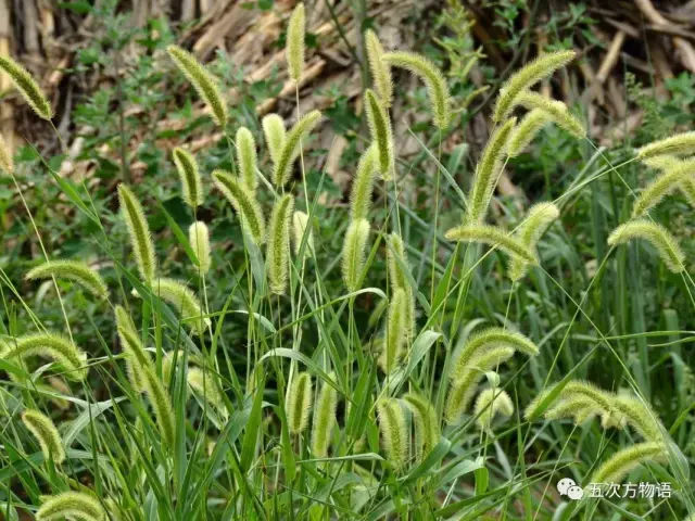 它是最普通的野草,也是一种粮食作物的祖先