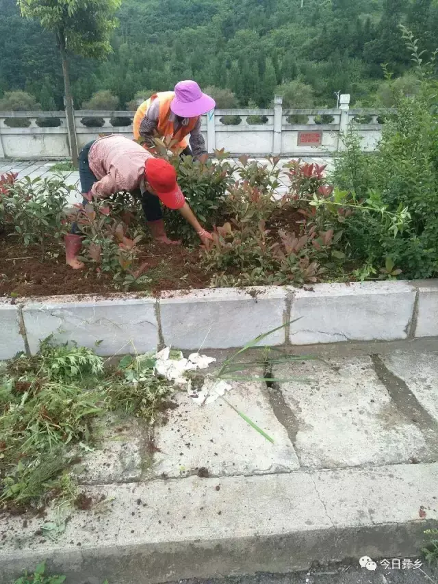 绿化带杂草茂盛,松土后需要清除草根