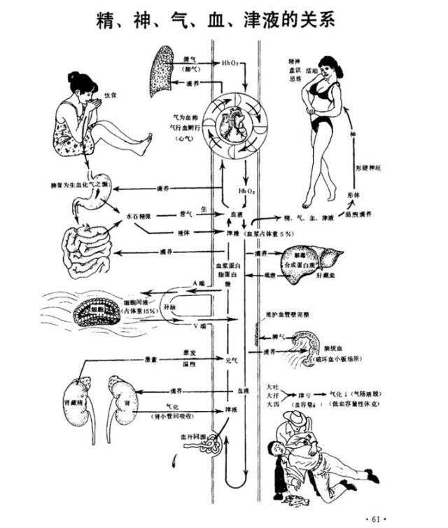 而脏腑经络及组织器官的生理活功,又必须依靠气的推动