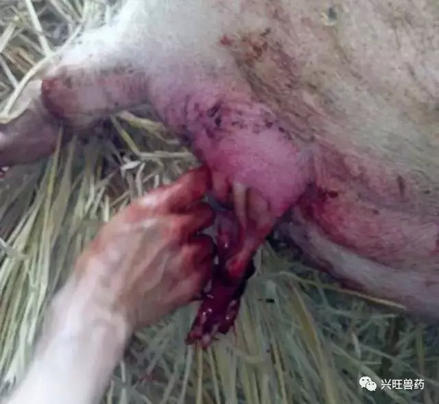 关于母猪羊水破了超过2小时都没有产猪,应该怎样看情况处理,咱们把