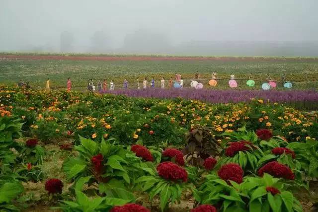 醉美花海,香约东丰