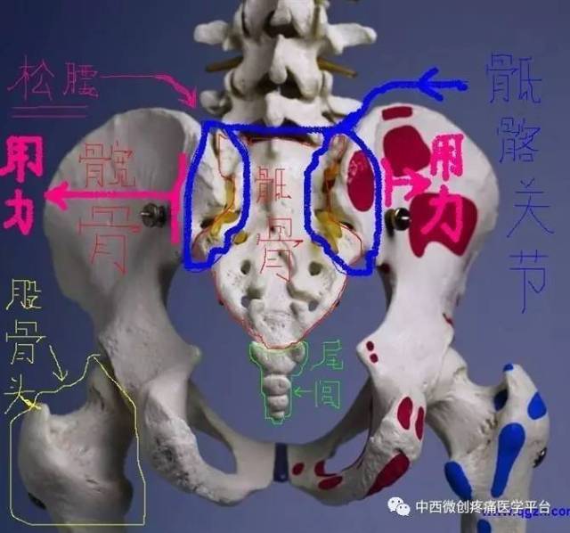 腰椎与骶椎解剖图!
