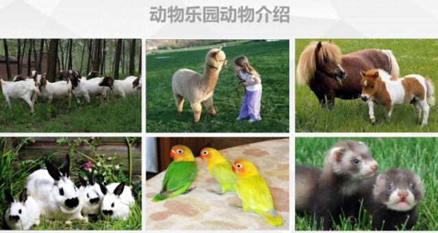 最后2天特惠 | 来元泰迪熊孩子萌宠乐园与各种小动物亲密接触