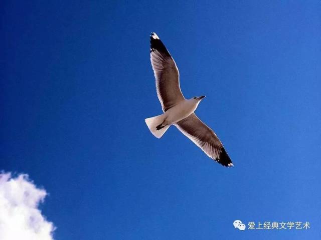 名家朗诵《海燕》作者:高尔基 朗诵:杜桥