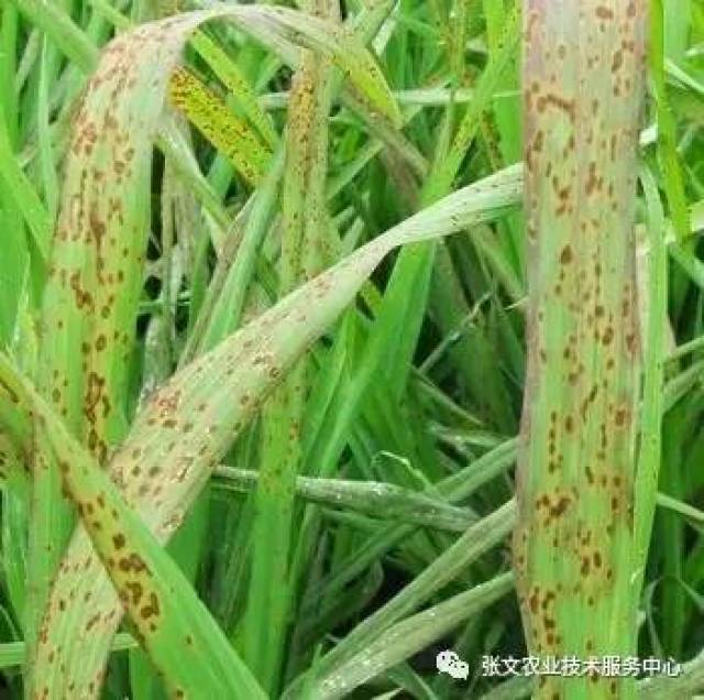 水稻发生多种病害 你找到原因了吗?