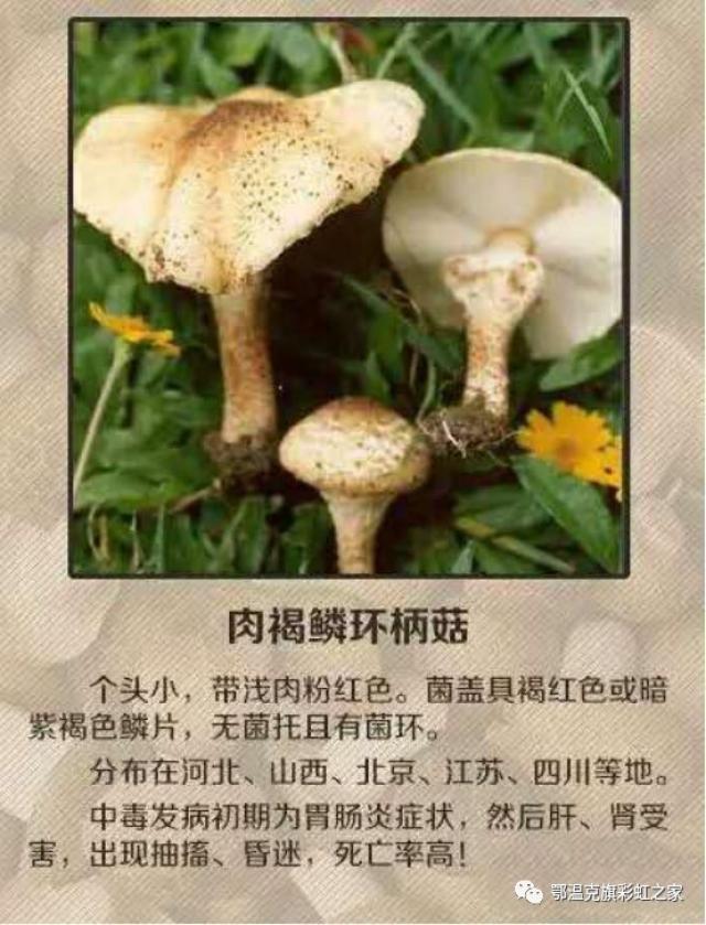 关于毒蘑菇的黑板报