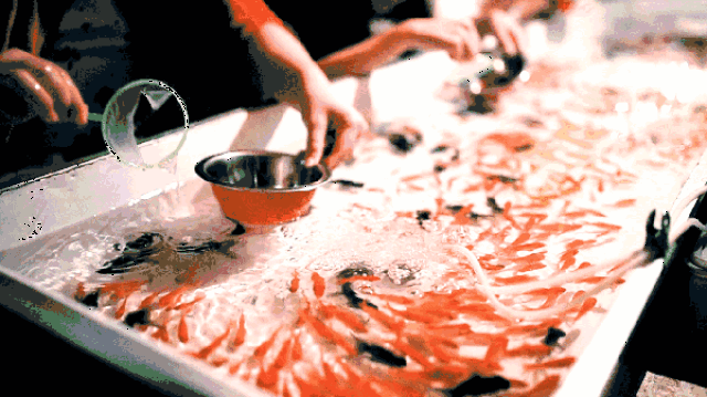 有了精美的鱼缸,怎么能没有金鱼呢 作为小朋友们最喜欢的一项活动