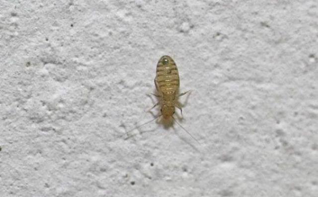 5--2mm,,ưɫ,ɳ;ʭǳС,۸޷.