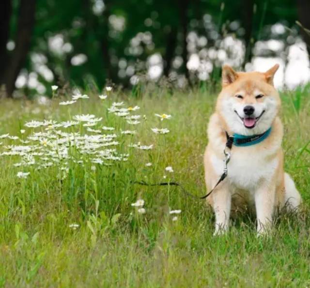 一只连喝水都在笑的柴犬,拥有260万粉丝,用笑容治愈了