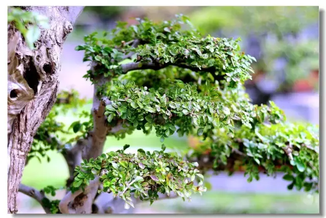 对节白蜡树真正称得上是"盆景之王"?