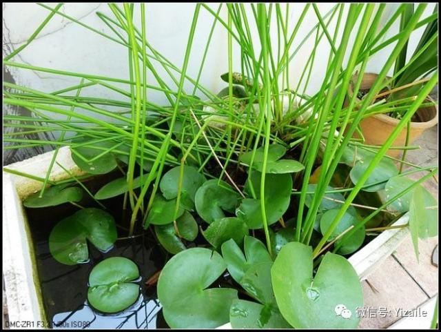 分享|我种的荸荠,小小的收获