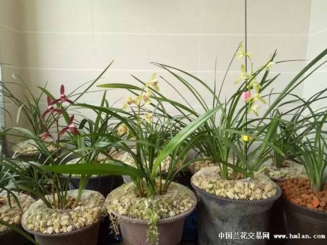 夏天建兰-翠衣仙子,荷王,满堂红,暮山紫,墨宝花开,与君共赏