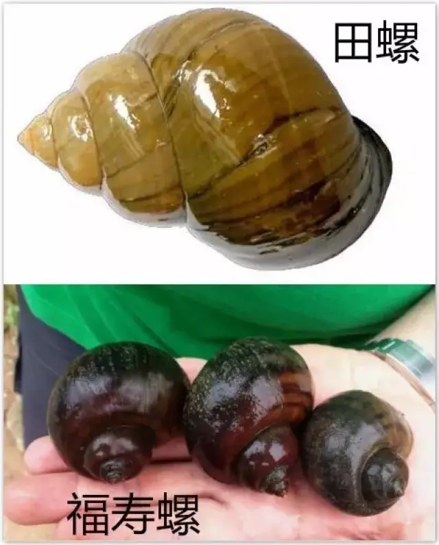 你吃的是田螺还是福寿螺?