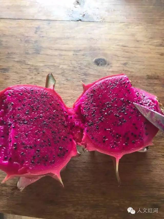 火龙果,我们经常吃,但却未必亲眼见过它花开的样子.
