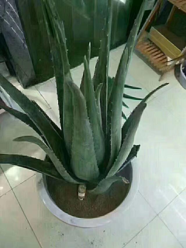 "肌"密抢鲜体验:芭芭多蜂蜜芦荟果粒果汁饮料现已全面