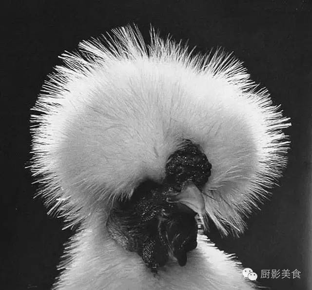 全世界最好的鸡都全了