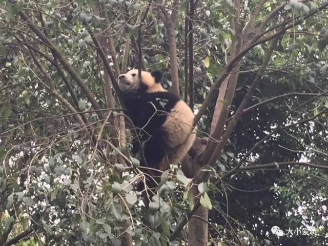 逛熊猫基地,看自贡恐龙,天府之城原来可以这样亲子玩!