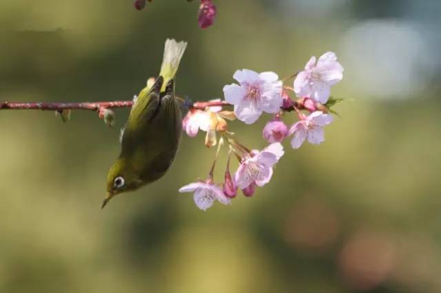 春莺啭