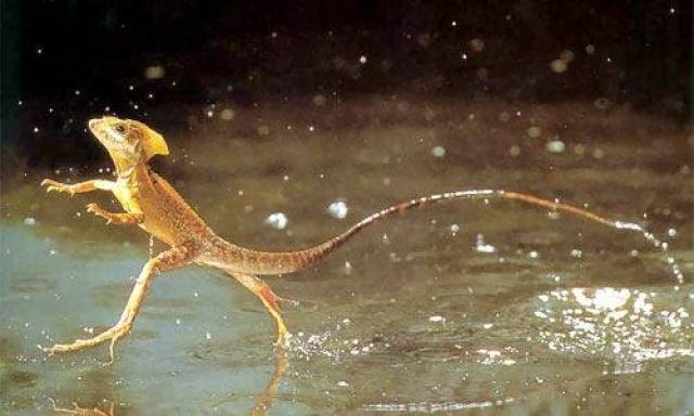 解开蛇怪蜥蜴在水上奔跑之谜