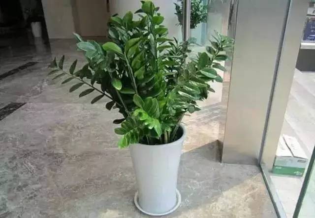 【风水】绿植摆放很重要 家居风水有讲究