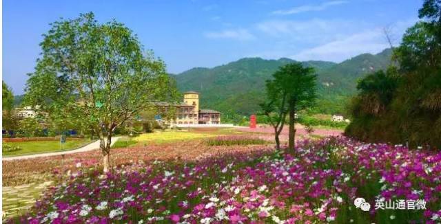 《行走》| 英山一角,四季花海,在你诗画交织的时光里