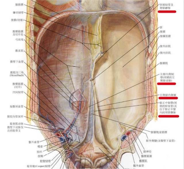 千字解剖 | 肚脐后面连通的是什么?