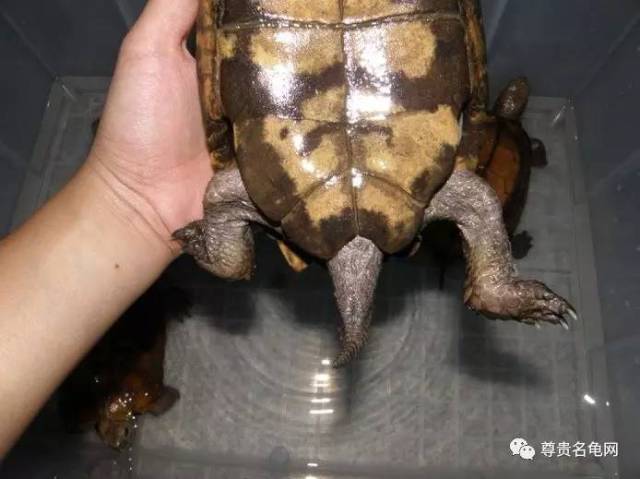 母龟的位置接近腹甲,孔形圆形.