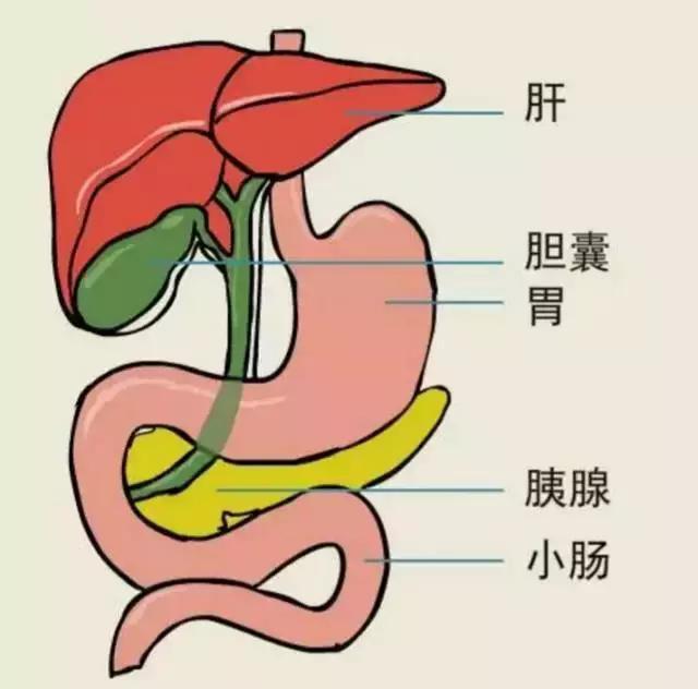 胆结石偏爱胖子!达人告诉你怎么快速减肥同时预防胆结石