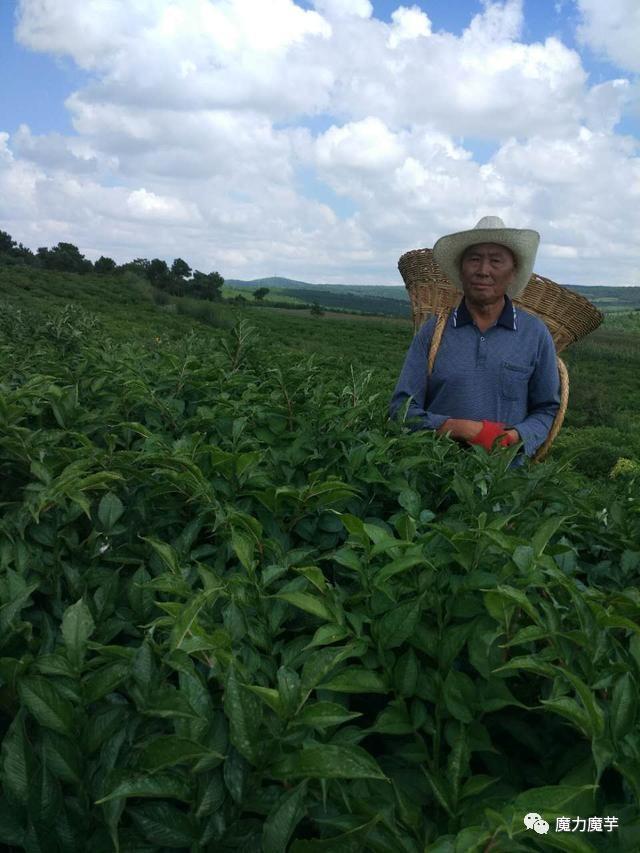 勤劳才是种植魔芋最好的专家