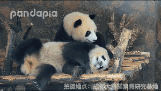 这样的熊抱你会抗拒吗?