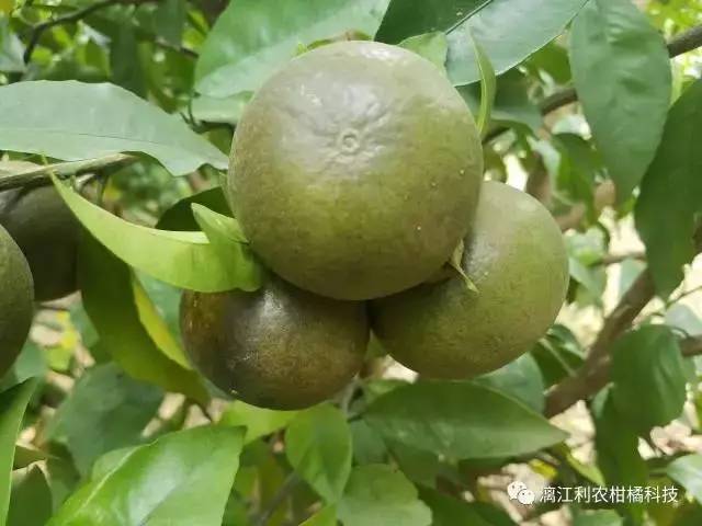 锈螨危害沃柑