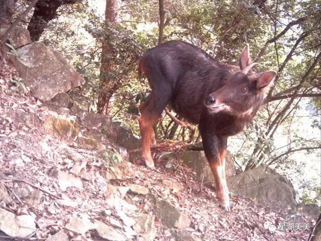 鼎湖山野猪,又双叒出来巡山了,这次是一家五口!