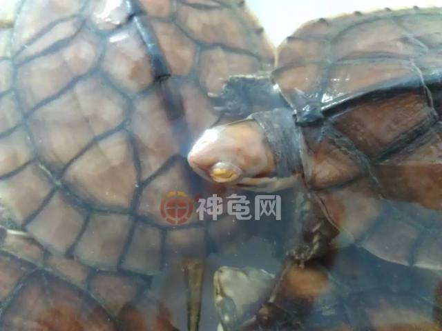 多数病龟眼睛有白点或异样物,有的眼角处有小红点,眼球外表被白色分泌