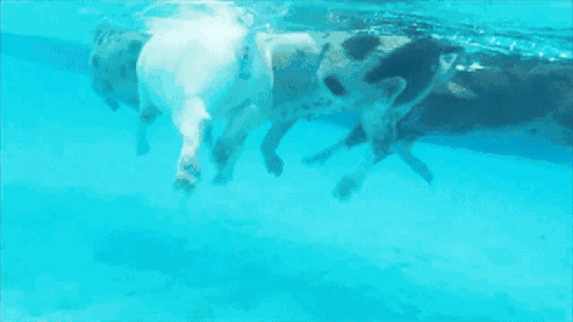 你也许看到过猪,但是你看过猪游泳吗?看到这站张,简直被萌翻了.
