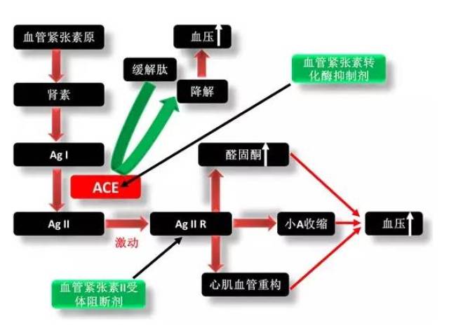 ② β受体阻断剂:普萘洛尔,美托洛尔 ③ 钙通道阻滞剂:硝苯地平 ④